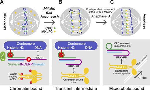JCellBiol's tweet image. Serena et al. @OxBiochNews investigate how the #kinesin MKLP2 recognizes its cargo, the chromosome passenger complex, and promotes its transport away from #chromosomes in #anaphase bit.ly/3bTZayt