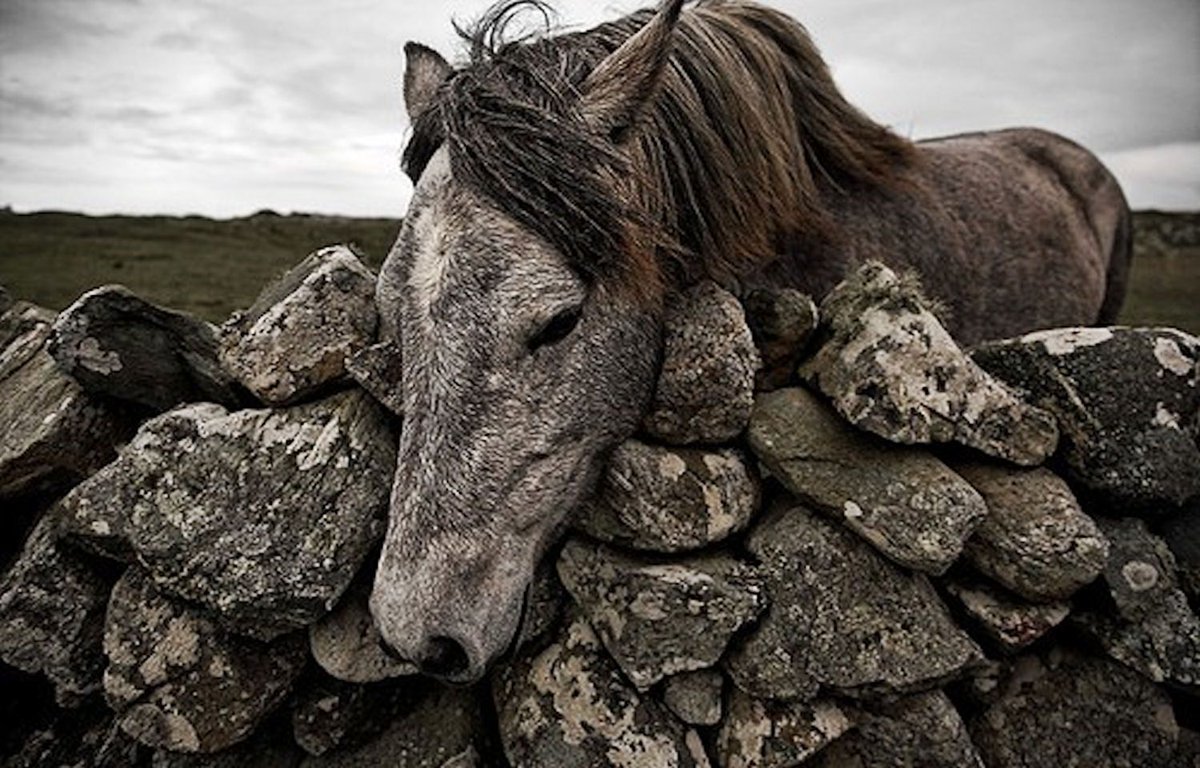 A horse of a different color...