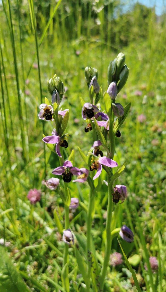 LaBotaniste's tweet photo. Dans les prairie du campus, ignorés par la plupart des personnes qui passent, ce trouvent ces petits bijoux. Ouvrez les yeux lors de vos sorties et vous serez recompensés 😊
#Ophris apifera #Orchidaceae #wildflowers #Poitiers https://t.co/HsLTU1QWnM