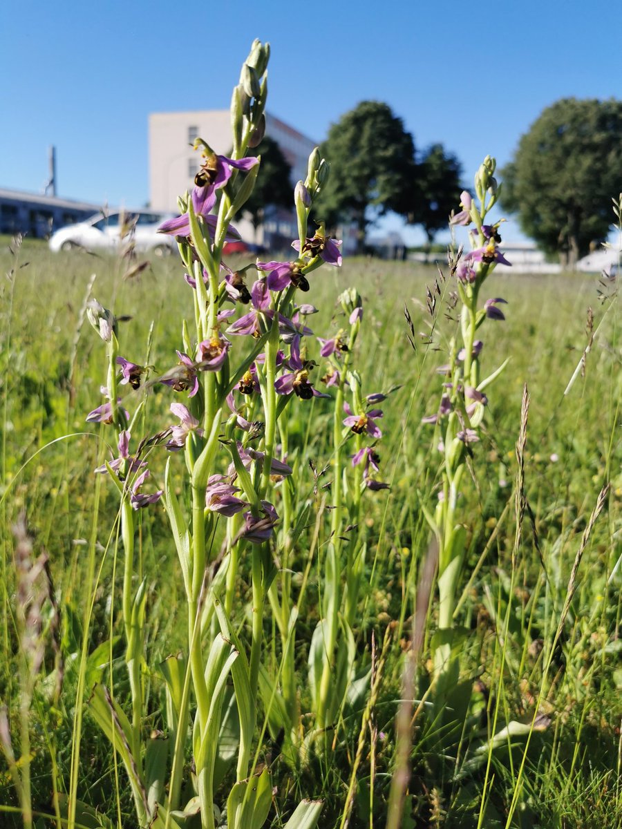 LaBotaniste's tweet photo. Dans les prairie du campus, ignorés par la plupart des personnes qui passent, ce trouvent ces petits bijoux. Ouvrez les yeux lors de vos sorties et vous serez recompensés 😊
#Ophris apifera #Orchidaceae #wildflowers #Poitiers https://t.co/HsLTU1QWnM