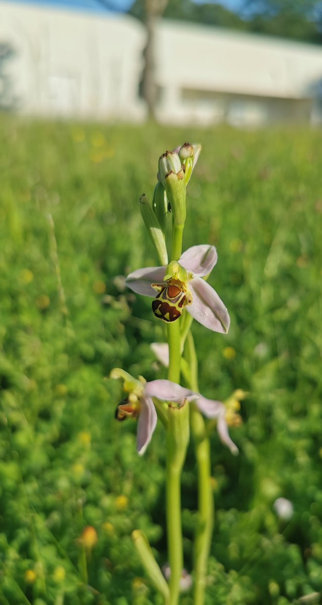 LaBotaniste's tweet photo. Dans les prairie du campus, ignorés par la plupart des personnes qui passent, ce trouvent ces petits bijoux. Ouvrez les yeux lors de vos sorties et vous serez recompensés 😊
#Ophris apifera #Orchidaceae #wildflowers #Poitiers https://t.co/HsLTU1QWnM