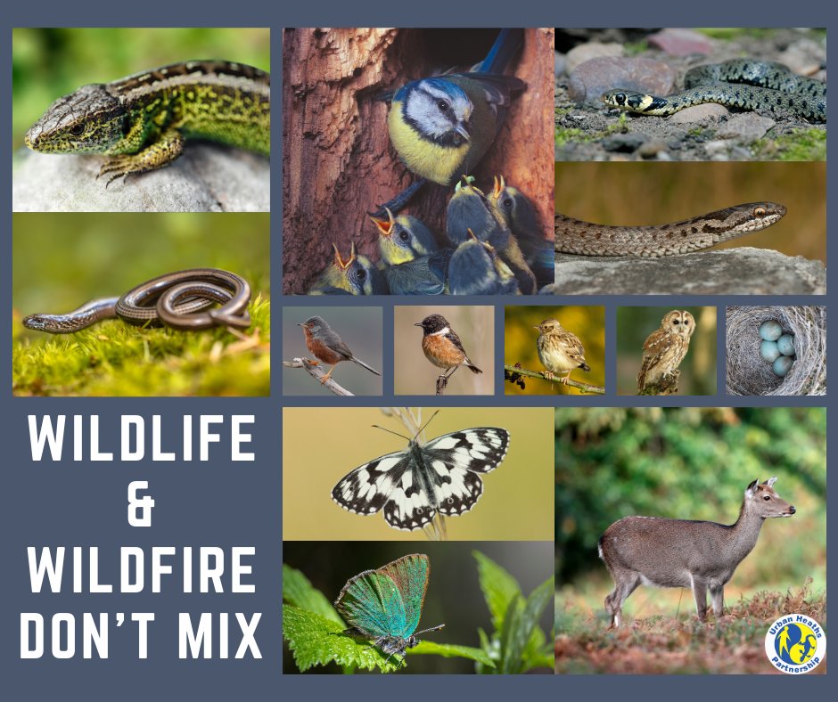 DorsetHeaths's tweet photo. 1/2 We, like many others are utterly heartbroken at the huge loss of wildlife in #Wareham Forest yesterday.

This is a small selection of the many creatures that will have lost their lives in the #wildfire. Many would have had young or eggs that would have been unable to escape. https://t.co/yVH7Cgb5pQ
