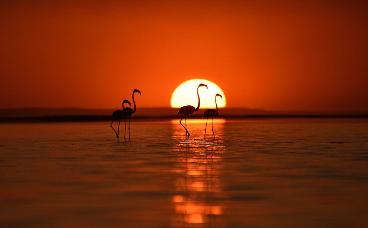 TheAtlPhoto's tweet photo. A Flamboyance of Flamingos - Apropos of nothing, a photo appreciation of flamingos, showing them flap, feed, fly, and flock together. https://t.co/sbpS5YU4xW https://t.co/MkQR1viRwX