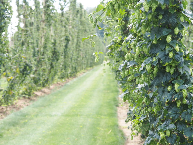 Tour Champlain Valley Hops with us tonight, 5/19 on Facebook, 6pm EST. They are matching every contribution made during tonight's Virtual ExBEERience. Cheers to that! Show your love for VT beer by giving $5, $10, $20 and your contribution will be doubled ow.ly/EDZx50zKJ5c