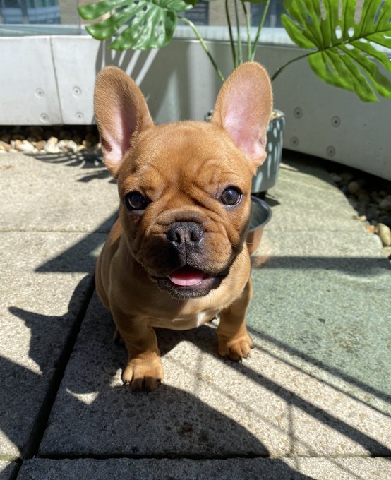 For about a year I planned on getting two puppies called Luna and Lennon fast forward to now, I have<a href="/tag/newprofilepic"class="tags"><span>#newprofilepic</span></a>