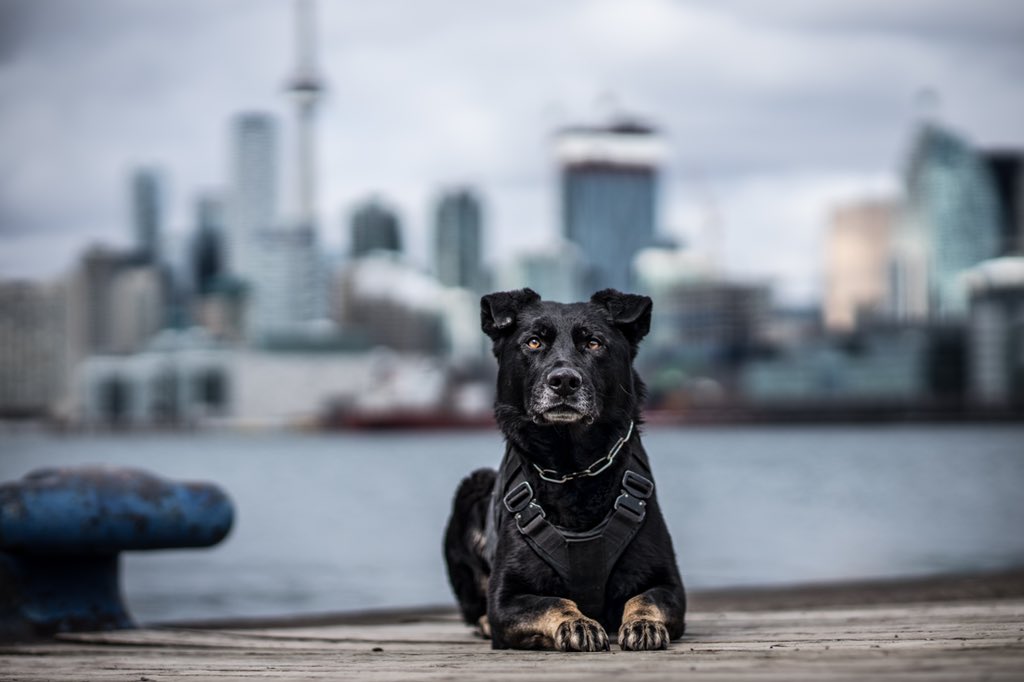 Public Safety TPS (@tpssafety) on Twitter photo This is PSD Blue. He is a general purpose police dog that helps not only find suspects, but also missing people. <a href="/TPSK9/">Toronto Police K9</a> This is PSD Blue. He is a general purpose police dog that helps not only find suspects, but also missing people. <a href="/TPSK9/">Toronto Police K9</a>