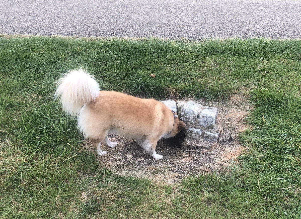 SarahPinborough's tweet photo. Ted this morning.. “Where did that clown with the balloons go?”
Me: “GET AWAY FROM THE FUCKING DRAIN RIGHT NOW!” https://t.co/rny1mQVnLf
