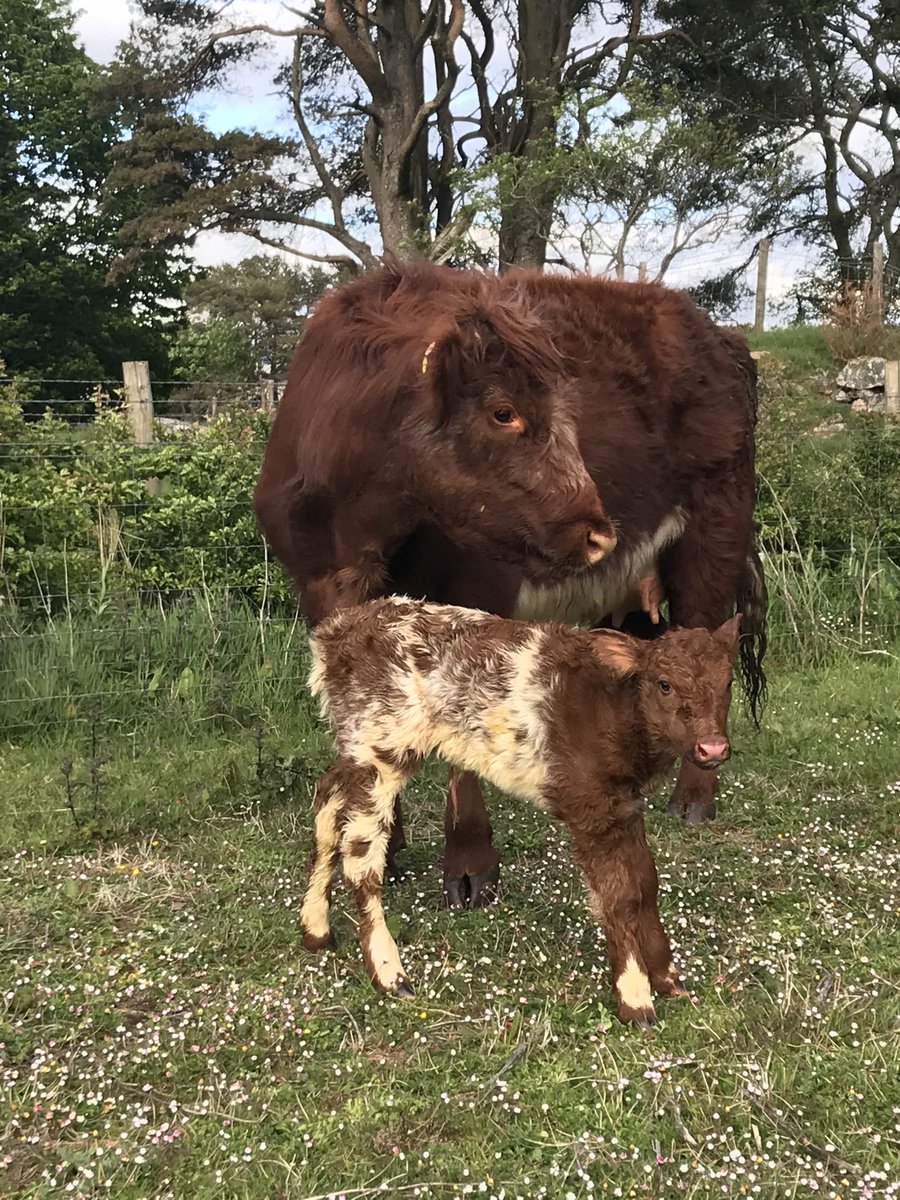 That is some calf!!! And it’s a heifer :) 
Sire and grandsire are both #Chapelton bulls and Granddam is a Highlander.  Self calving, strong, loads of milk, no hassle ... the way we like it!