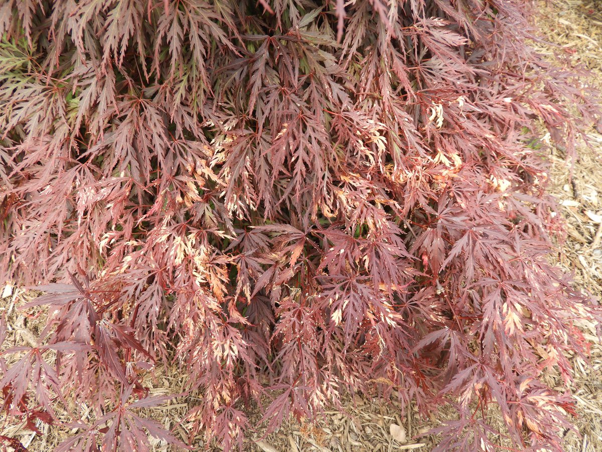 Mary Ann Hansen tweet media