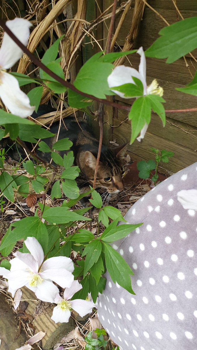 LokiCat has been on a Very Big Adventure out into the big bad world. Spent the day looking in all his usual hiding spots after he missed breakfast, only to find him about half an hour ago hiding in the garden. He's too well camouflaged!