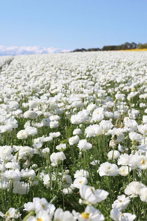  #LeeMinho as flower fields - a thread