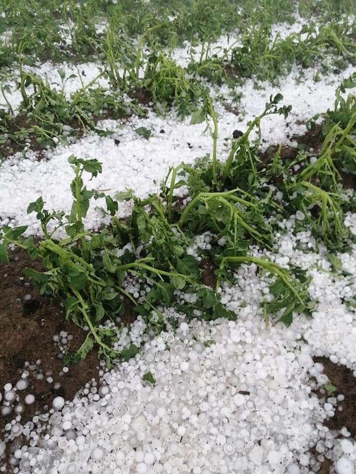 Dokle ćemo da gledamo ove prizore uništenih polja od grada, po Srbiji😔... Ovo je okolina Aleksandrovca danas. Gde su protivgradne rakete?Foto: Nezavisne novine rasinskog okruga