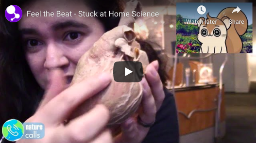 casciencecenter's tweet photo. Ready, set, jump! Let’s get our hearts pumping as we explore how oxygen moves in our bodies. ⁣Check out today’s #StuckatHomeScience video featuring Evelyn: https://t.co/EZxKHJwJUm. #FeeltheBeat #WorldofLife #ScienceRocks https://t.co/0El8TFZP3p
