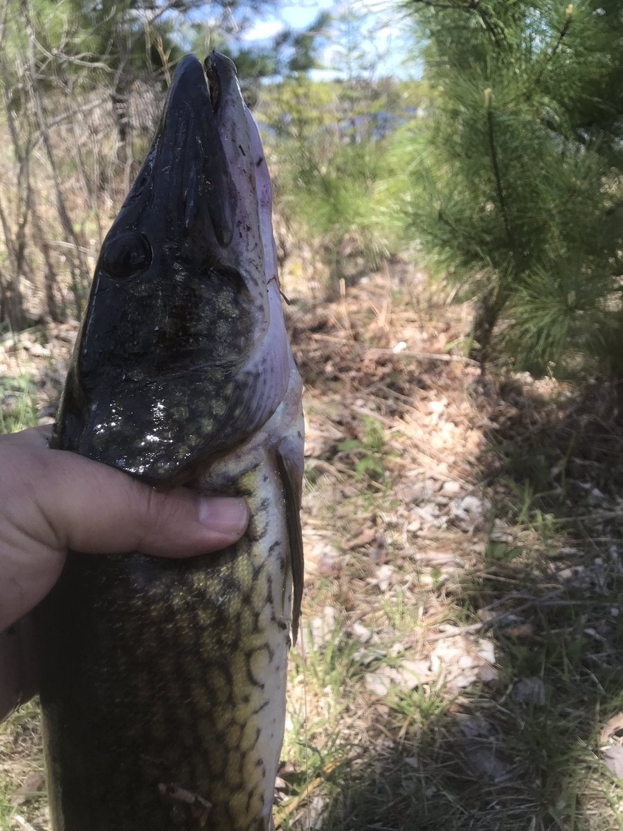 TheSPMess's tweet photo. My largest chain of 2020 so far! 22.5” and was my biggest fight on my 6lbs mono from “Sureline”! I’m quite impressed with their mono and braid! #Streamside #Sureline #Backwoods #BassReaperBaits #PredatorElite #ChainPickerel #NovaScotiaFishing https://t.co/dcKT8DCckf