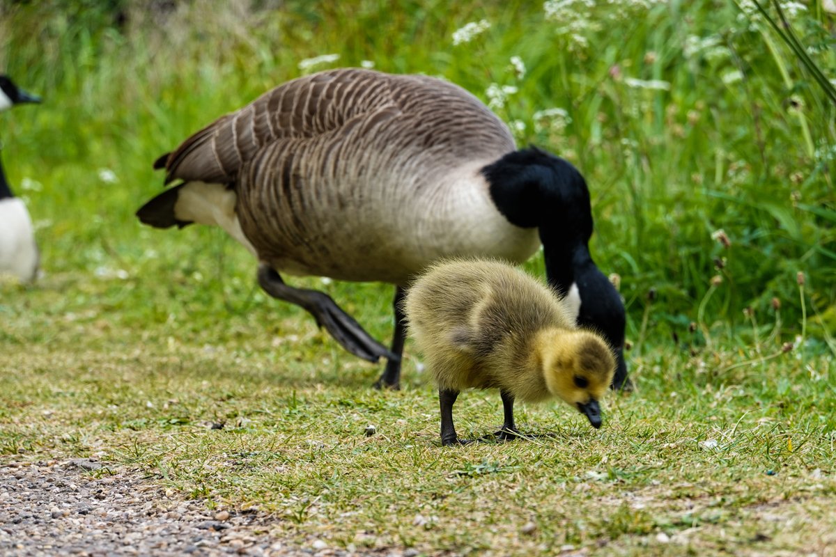 len_lemon_uk's tweet photo. Along Worcester and Birmingham Canal, near J Sainsbury in Selly Oak, some geese are spotted. These are Canada geese (bi. Branta canadensis, sing. Canada goose). Their features include having a black neck and head with a white bit at the chin.

#Canadagoose #Sainsburys #canal https://t.co/J2O3GDWETC