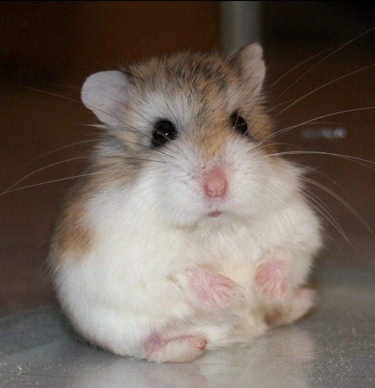 taehyung as hamsters - thread for nika