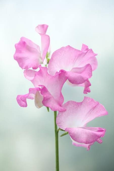 Sweet pea
                Selamat tinggal👋🏼