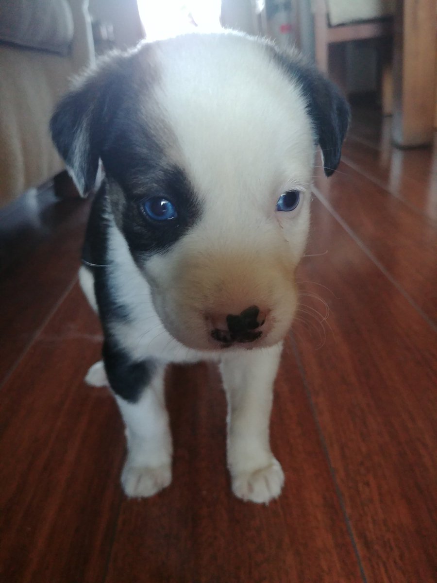 EnzoPerruna's tweet photo. Mi  primer encuentro con mi  familia adoptiva. https://t.co/DvcUdTHYOX