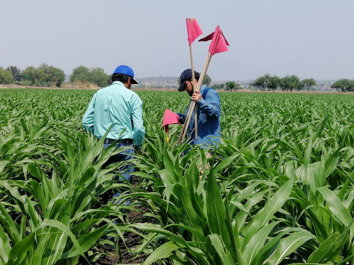DesdeGto's tweet photo. Acciones #MUAC de @SDAyR_GTO
#TrabajandoAndamos haciendo la evaluación de eficiencia de un riego de auxilio a 🌽, por gravedad.

Es un riego de dx, con los datos, el agente @BernardoIng le dará recomendaciones de mejora al #productor de cómo hacer un #UsoMásEficienteDelAgua💦 https://t.co/iJ98lF9QuF