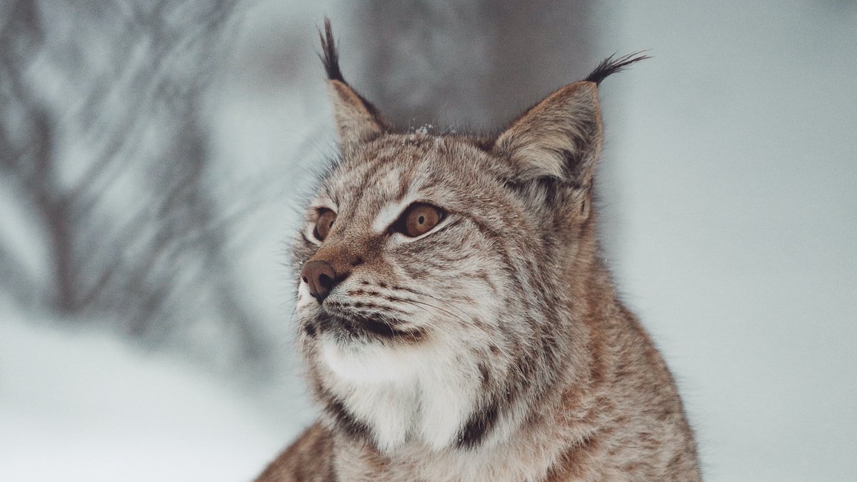 Lynx reintroduction spoken about on @Channel4News with @kneppcastle and @ChrisGPackham #ItWillHappen #RewildScotland #LoveLynx