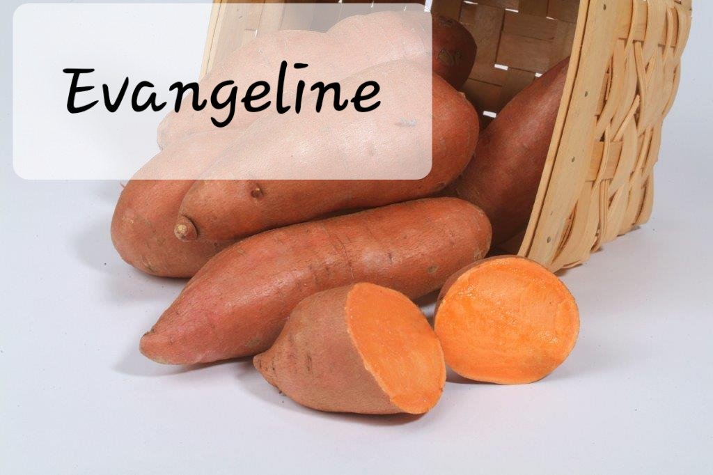 Bucabella_SP's tweet photo. Sweet potatoe varieties https://t.co/XiX9HIWreb