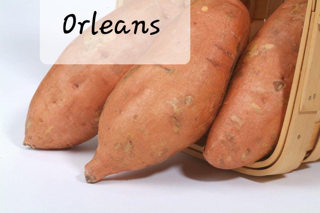 Bucabella_SP's tweet photo. Sweet potatoe varieties https://t.co/XiX9HIWreb