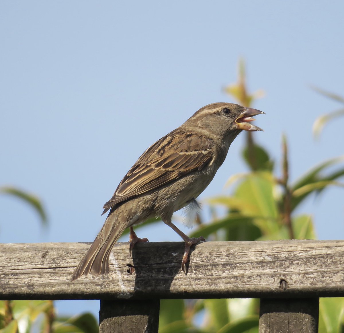 Who knew House Sparrows had such large tongues🤔
⁦<a href="/Britnatureguide/">The British Nature Guide</a>⁩ ⁦<a href="/DorsetWildlife/">Dorset Wildlife Trust</a>⁩ ⁦<a href="/Natures_Voice/">RSPB</a>⁩ ⁦<a href="/NatureUK/">NatureUK</a>⁩