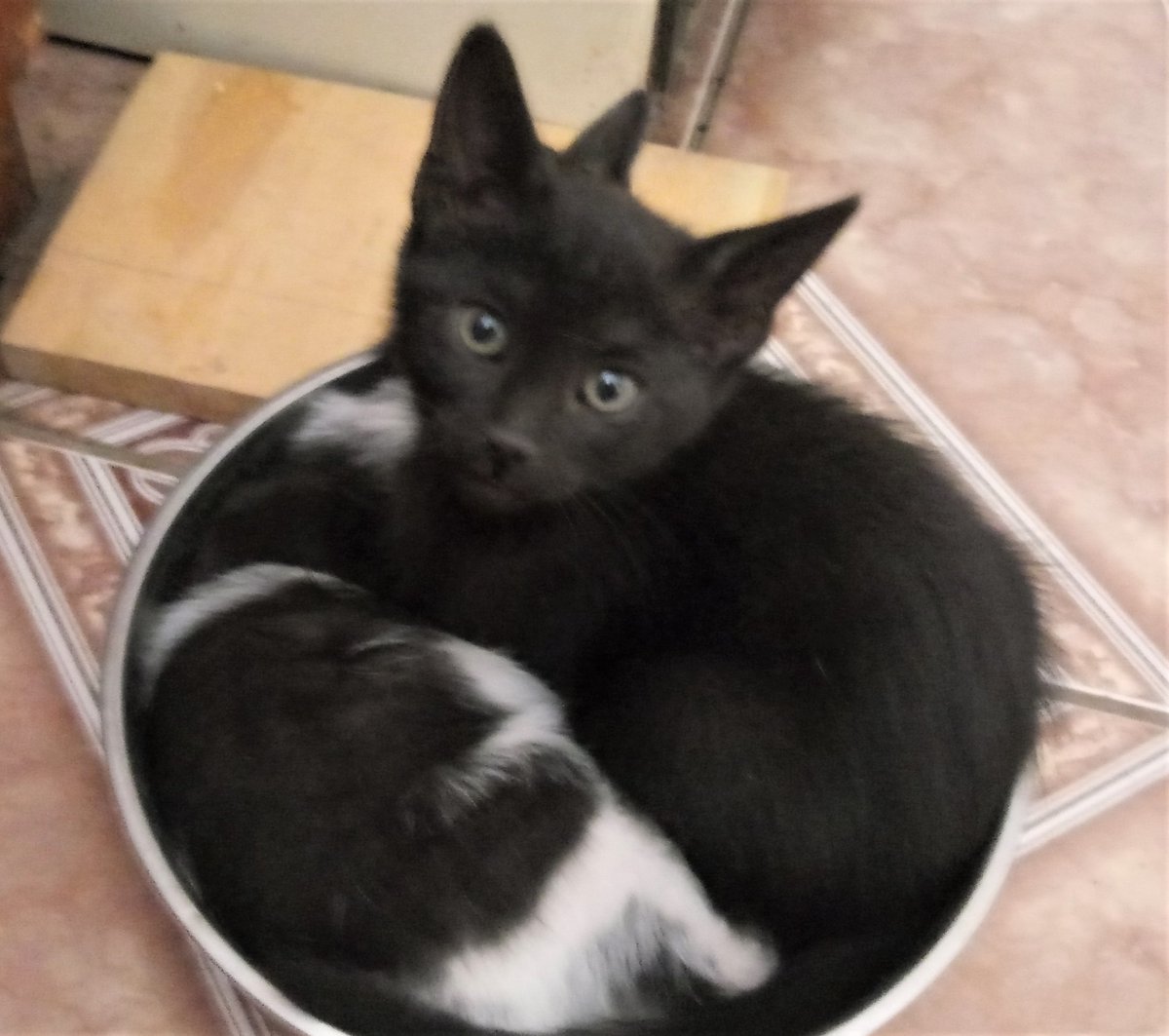 GXLA's tweet photo. #genteporlosanimales La "temporada de gatitos" #kittyseason nos está pegando. Ellos son Mauricio y Luna, con 2 meses y medio, hijos de una gatita de la calle. Viven dentro de casa, utilizan arenero y son muy amigables. Ya están desparasitados. Adóptalos en #Mexicali #gatos #cats https://t.co/4LVoGH0Sj9