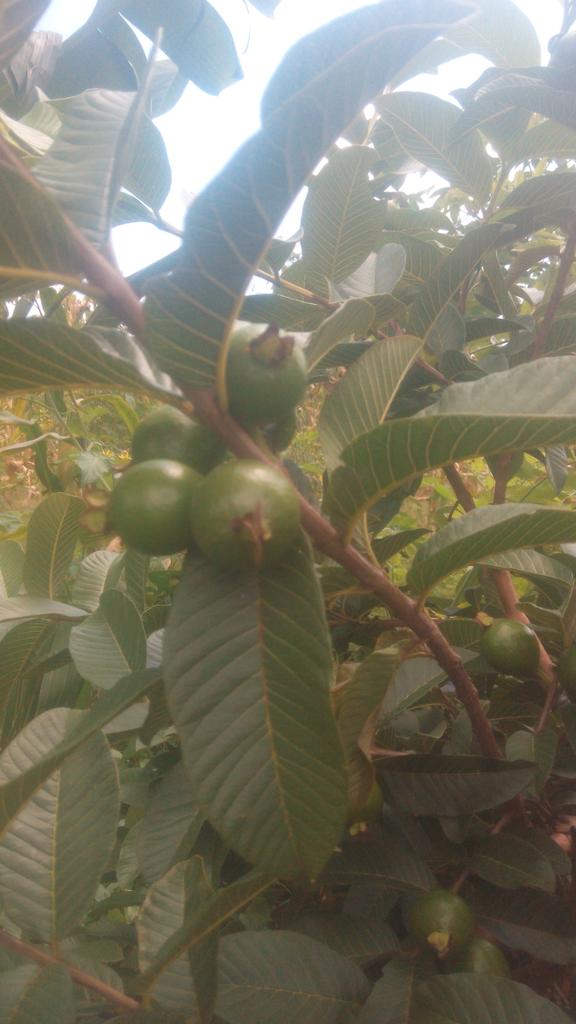 Mudi Boy255 tweet media