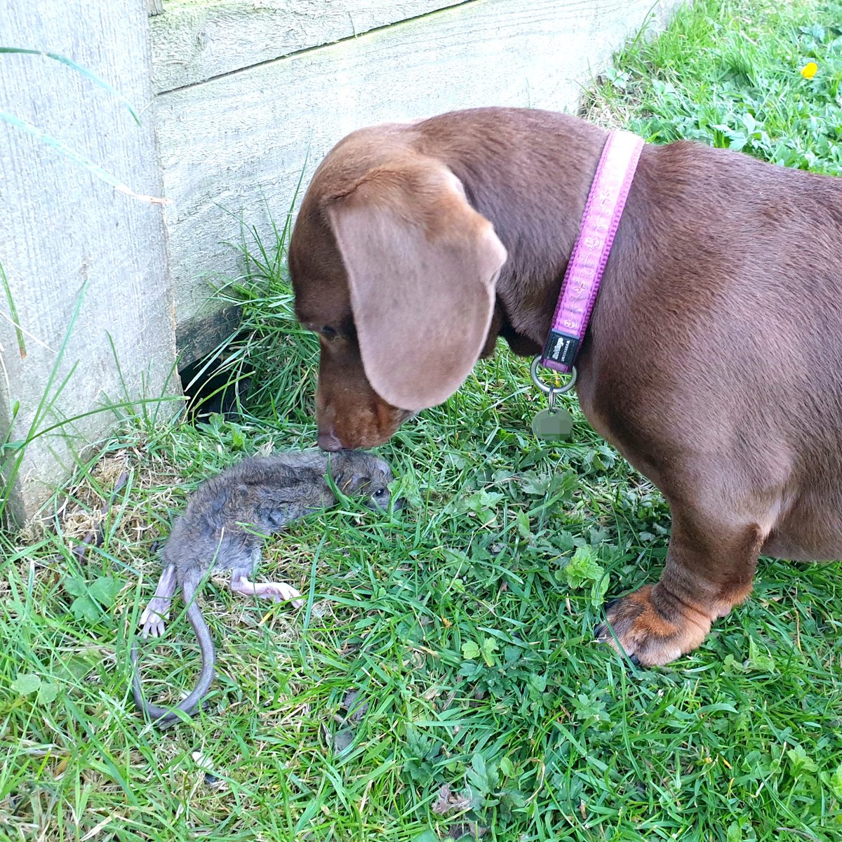 ediesausage's tweet image. Rats - 0, Edie - 4 🐀🙄

#dogsoftwitter #sausagearmy #stayingalert #livingherbestlife