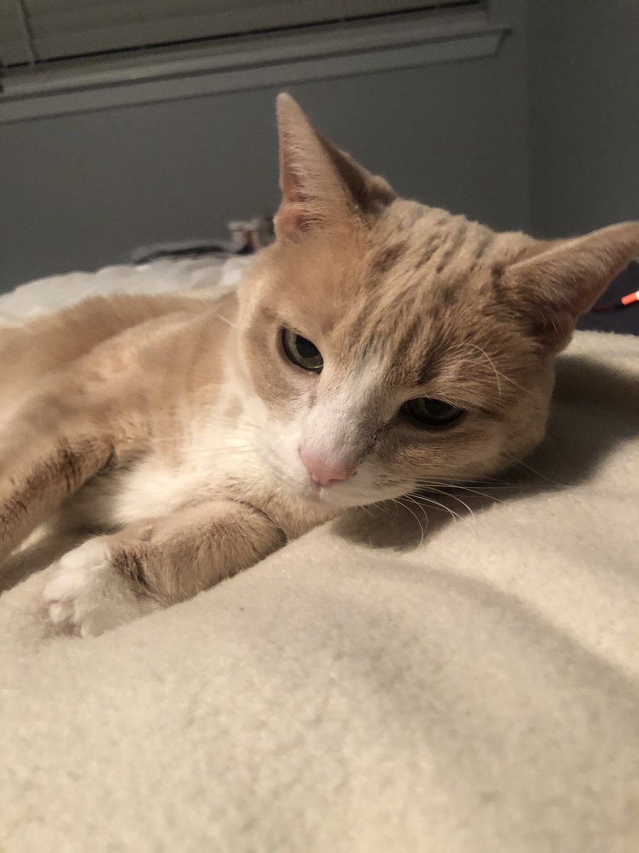 AmyAnderton2's tweet photo. My kitty cat Natasha says that staying home has #PawsitiveEffects on flattening the virus! https://t.co/dqjJYBoxGa