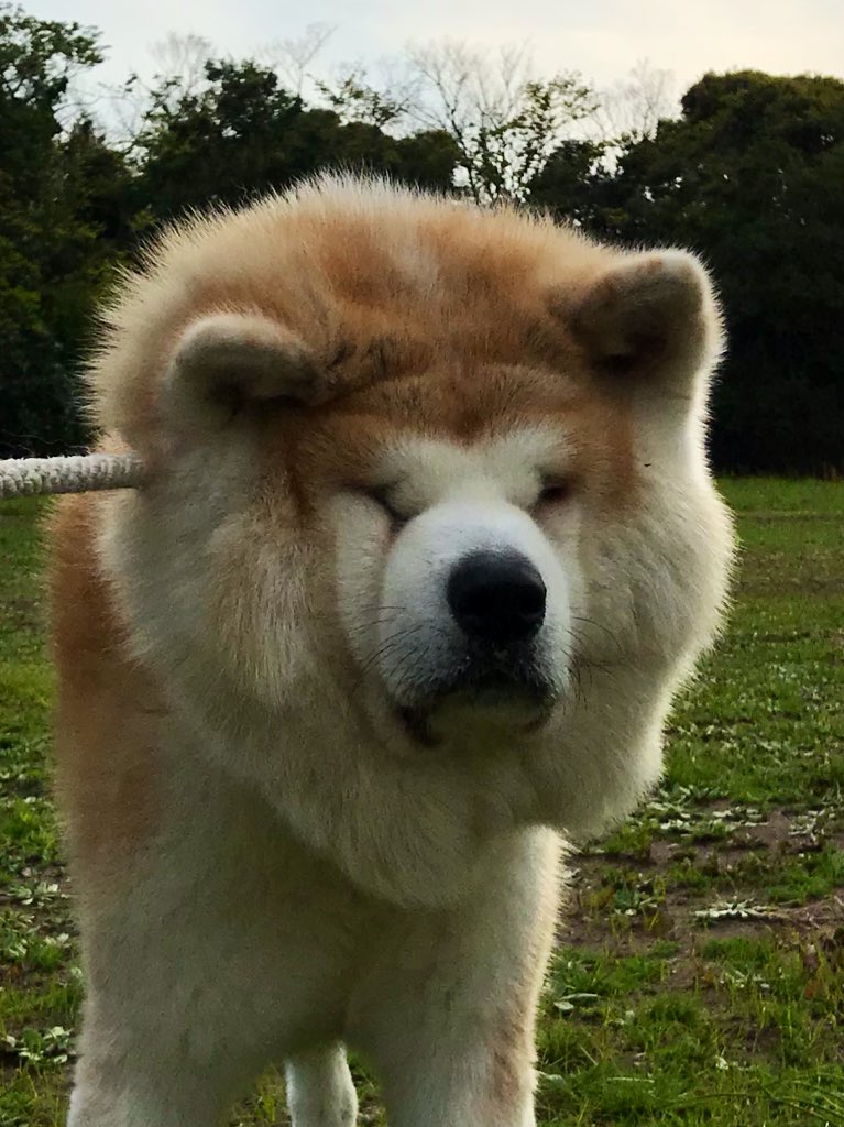 ライオン犬 Twitter Search Twitter