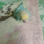 犬みたいな寝方のインコちゃんw飼い主「私の知ってるセキセイインコじゃない」w