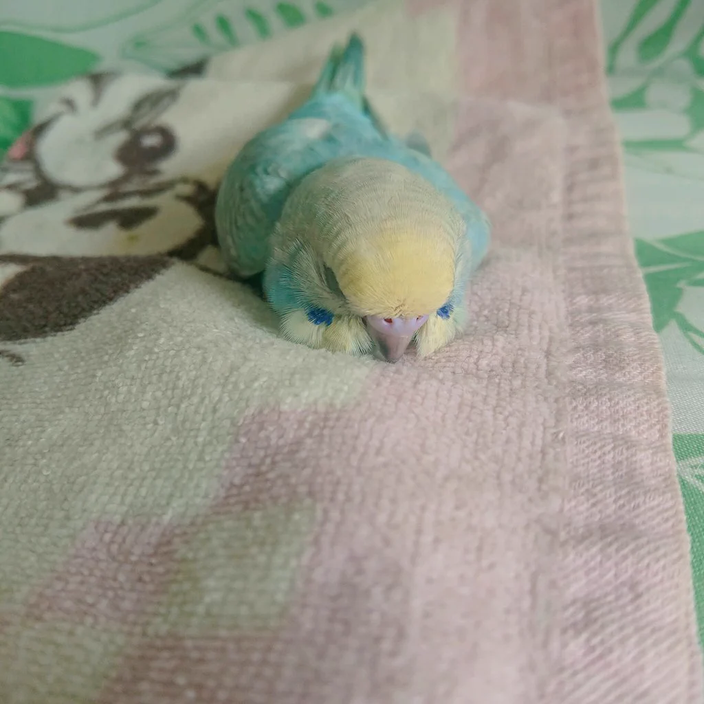 犬みたいな寝方のインコちゃんｗｗ飼い主「私の知ってるセキセイインコじゃない」ｗｗ