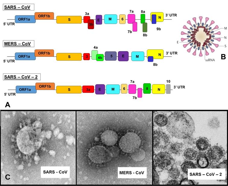 nanomedice's tweet photo. #Optimizing use of theranostic nanoparticles as a life-saving strategy for treating COVID-19 patients. #COVID19 #Latestresearch #Staysafe #Mustread #Submitpaper at https://t.co/dVryE4kkvO or send to email id nanomedicine@emedicalsciences.com 
#Source: https://t.co/cLpiS3i6RW https://t.co/TFfZNXenVj