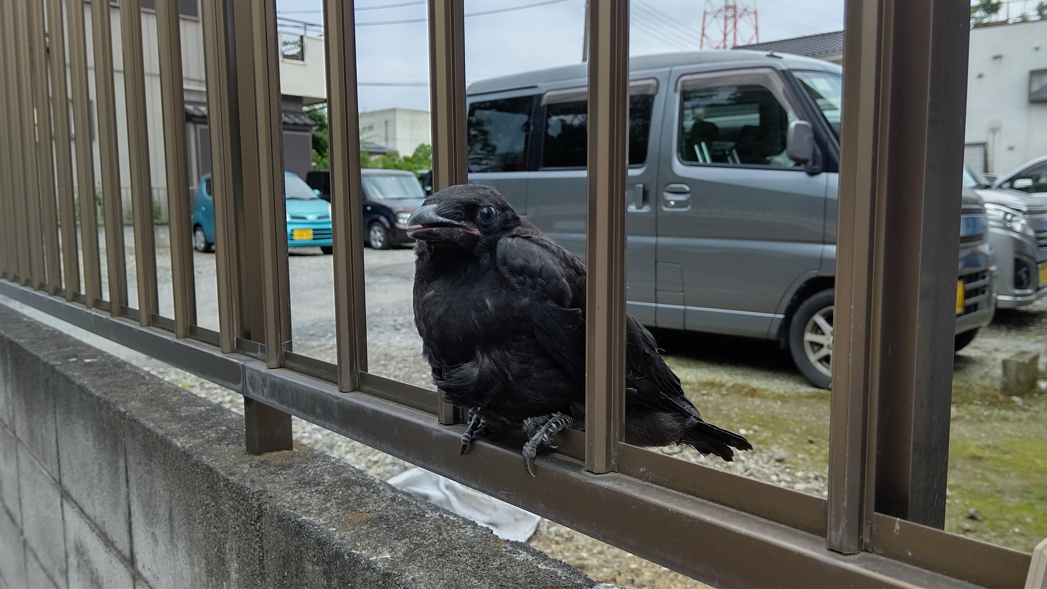 みむらーmur A1 なんかかわいいカラスがいた 近づいても全然逃げない ちょっと小さいから 子供 それとも種類が違う カラスなのかな カラス 鳥 T Co Htwiwvmhwi Twitter