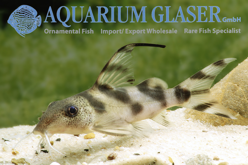 aquariumglaser's tweet photo. #synodontis #decorus
find more details and pics @ https://t.co/kgExUnuDLM https://t.co/pK9nf0WEeY