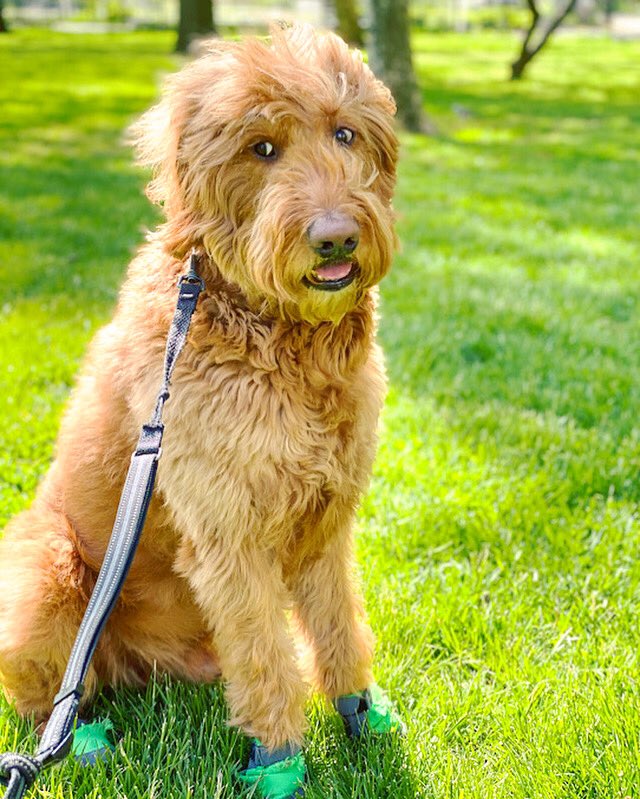 MorChuck21's tweet photo. Oh snap, I almost 4got my #TOTuesday post! Hope u enjoyed this ☀️ day NYC! #morchuck21 #downtownnyc #bpcparks #nycparks #ruffwear #t1d #diabetesawareness #diabeticalertdog #servicedog #dogsofinstagram #goldendoodles #dogs #dogoftheday #addictedtodogs #thoughtsofadog #boopmynose https://t.co/5h74dNeXlb