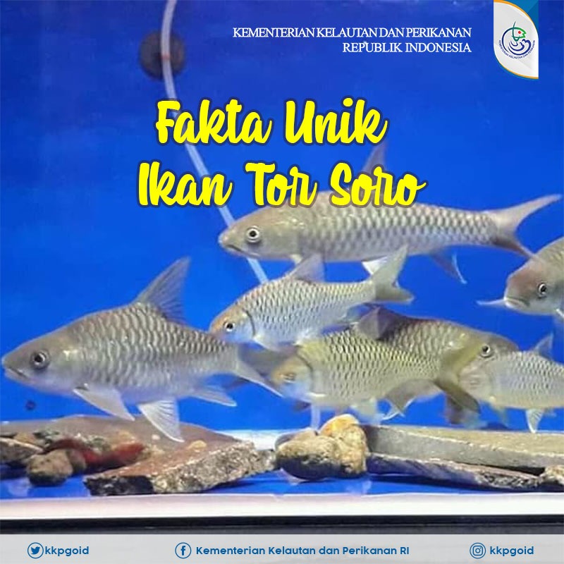 kkpgoid's tweet photo. Semangat pagi #SahabatBahari. Mimin mau perkenalkan ikan Tor Soro nih, ikan yang dipakai untuk keperluan acara adat. Kalau di tempat kalian, apa sebutan untuk ikan ini?  Yuk berbagi di kolom komentar

#KKP #KKPGOID https://t.co/gRzpKiKDjg