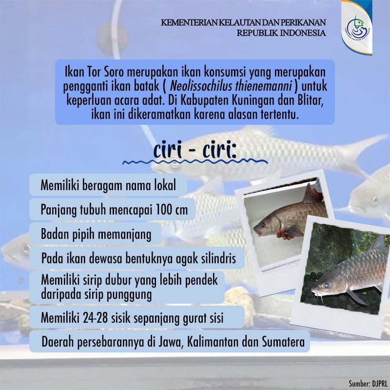 kkpgoid's tweet photo. Semangat pagi #SahabatBahari. Mimin mau perkenalkan ikan Tor Soro nih, ikan yang dipakai untuk keperluan acara adat. Kalau di tempat kalian, apa sebutan untuk ikan ini?  Yuk berbagi di kolom komentar

#KKP #KKPGOID https://t.co/gRzpKiKDjg