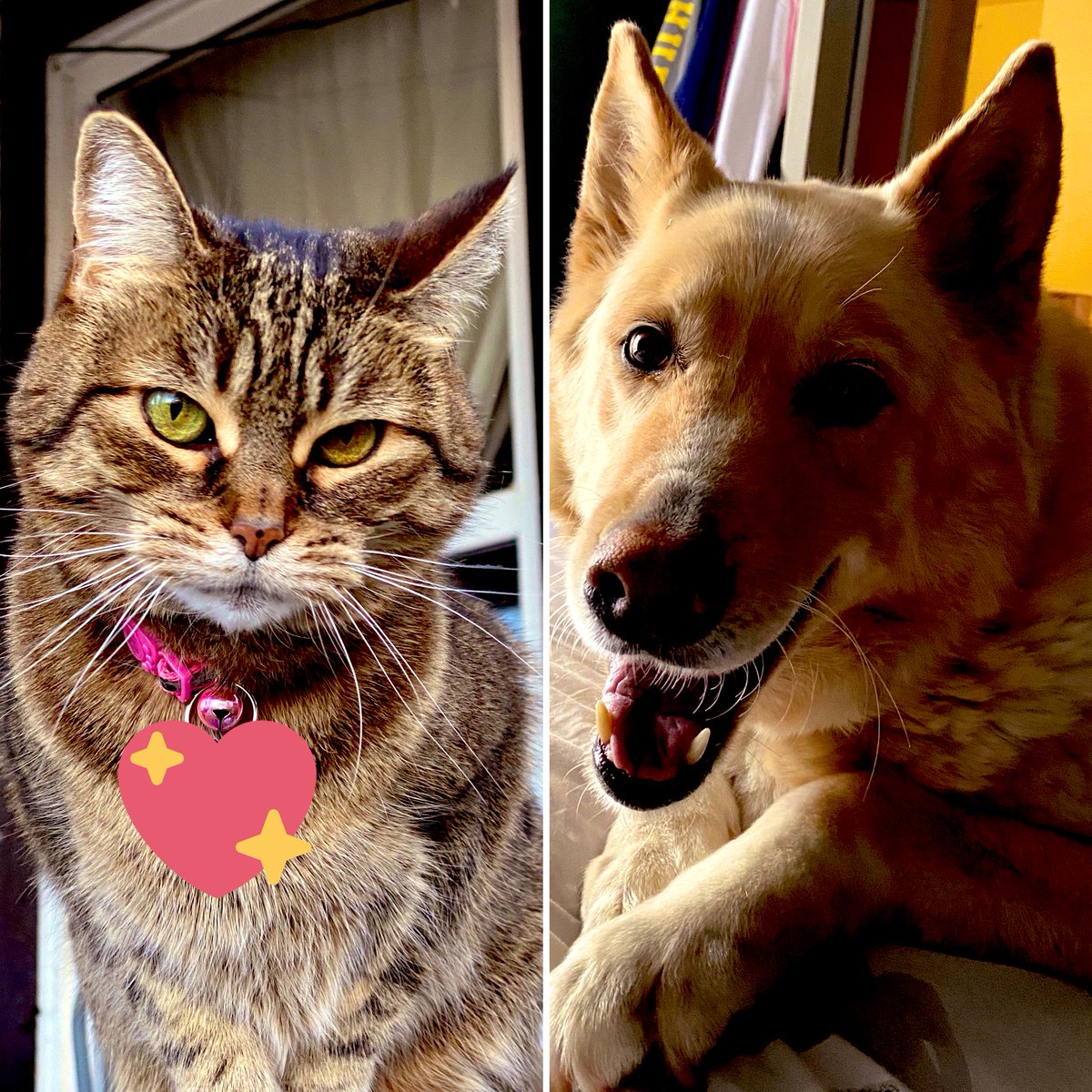 writertrudie's tweet photo. @ChuckWendig One or two keepsakes from my grandparents (including a solid pine rolling pin that rolled many a pie crust under my grandmother’s hands)....and these two cuddly goofballs 🥰 https://t.co/KkeiIlARzK
