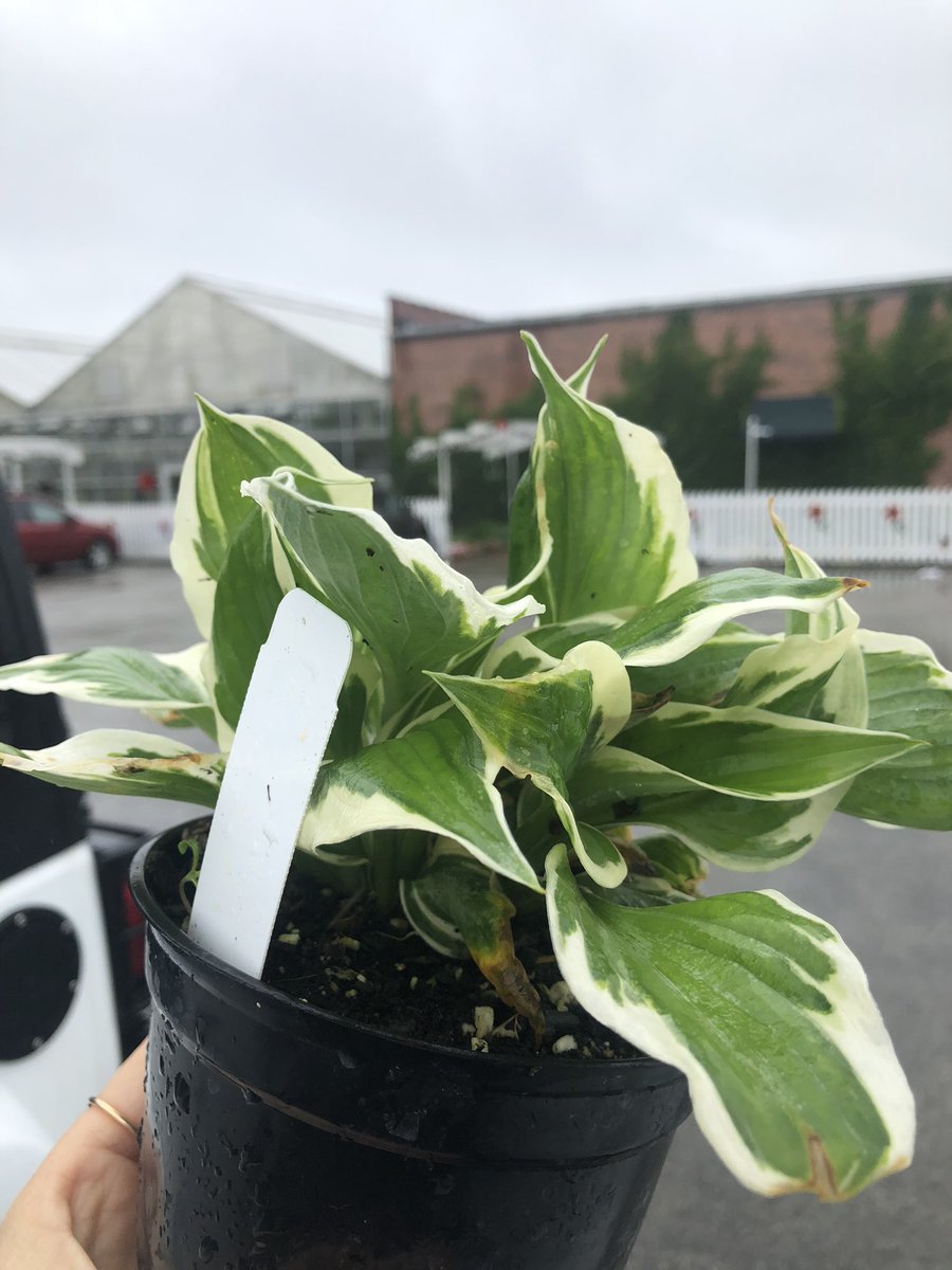 Kristyna Engdahl tweet media