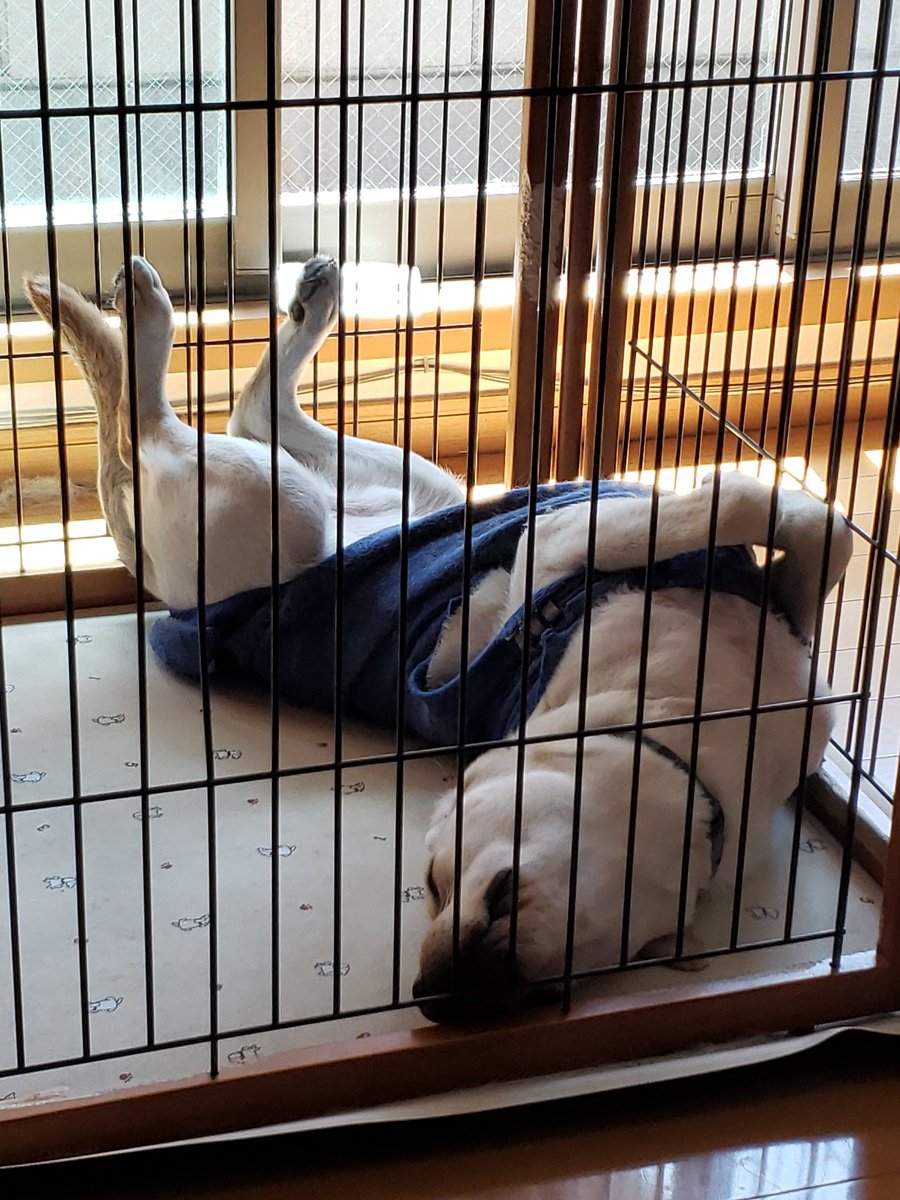 crazy_sakku's tweet photo. 最近の趣味は親がいるとしないだらしない犬の写真を撮って親に送ることです https://t.co/Jkm6nNjohj