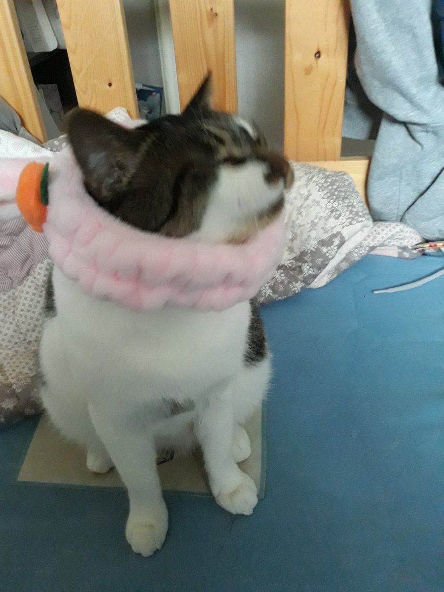 ㅋㅋㅋㅋㅋㅋㅋ기분이 안 좋은 초롱이에요 장난으로 씌웠더니 바로 벗기기 전에 찍었어요 물론 싫어해서 벗겨줬어요