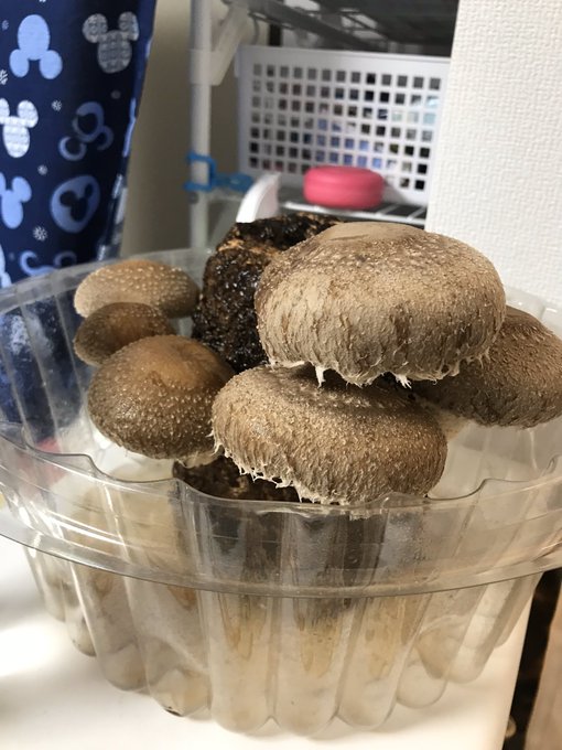 しいたけ栽培キットのtwitterイラスト検索結果