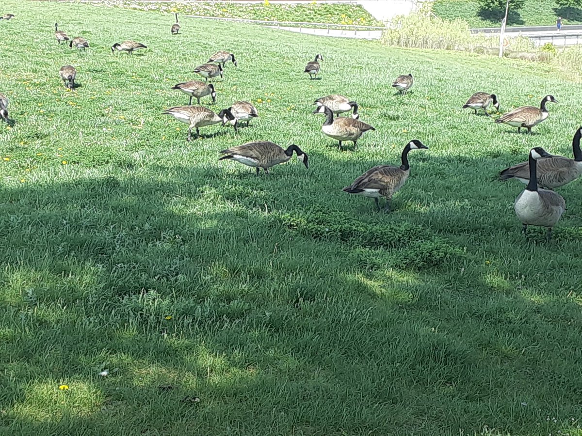 JaimeesDaddy's tweet photo. Here's another shocking scene of crowding at a Toronto park. These jerks aren't even wearing masks! #toronto #downsviewpark #socialdistancing #wearamask #canadagoose #canadagoosethebirdnotthejacket https://t.co/WzFKDD1V7v