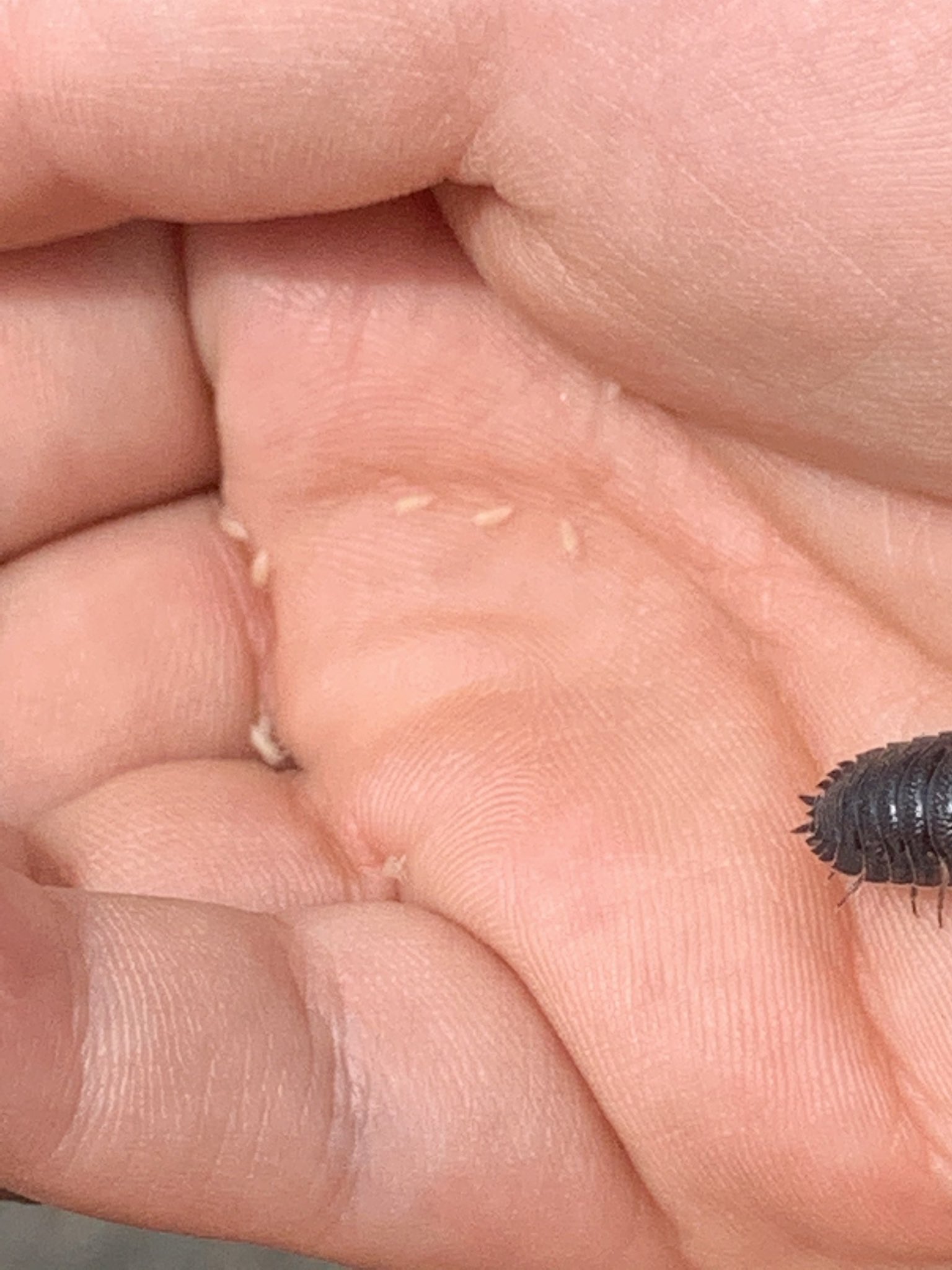 コールダックのぺーちゃんねる 息子がダンゴムシを手のひらに載せたら いきなり赤ちゃん登場 息子によると ダンゴムシ のママはお腹でタマゴを孵化させて暫く育てるみたい 赤ちゃんはみーんな可愛いね ダンゴムシ 赤ちゃんの写真 T Co