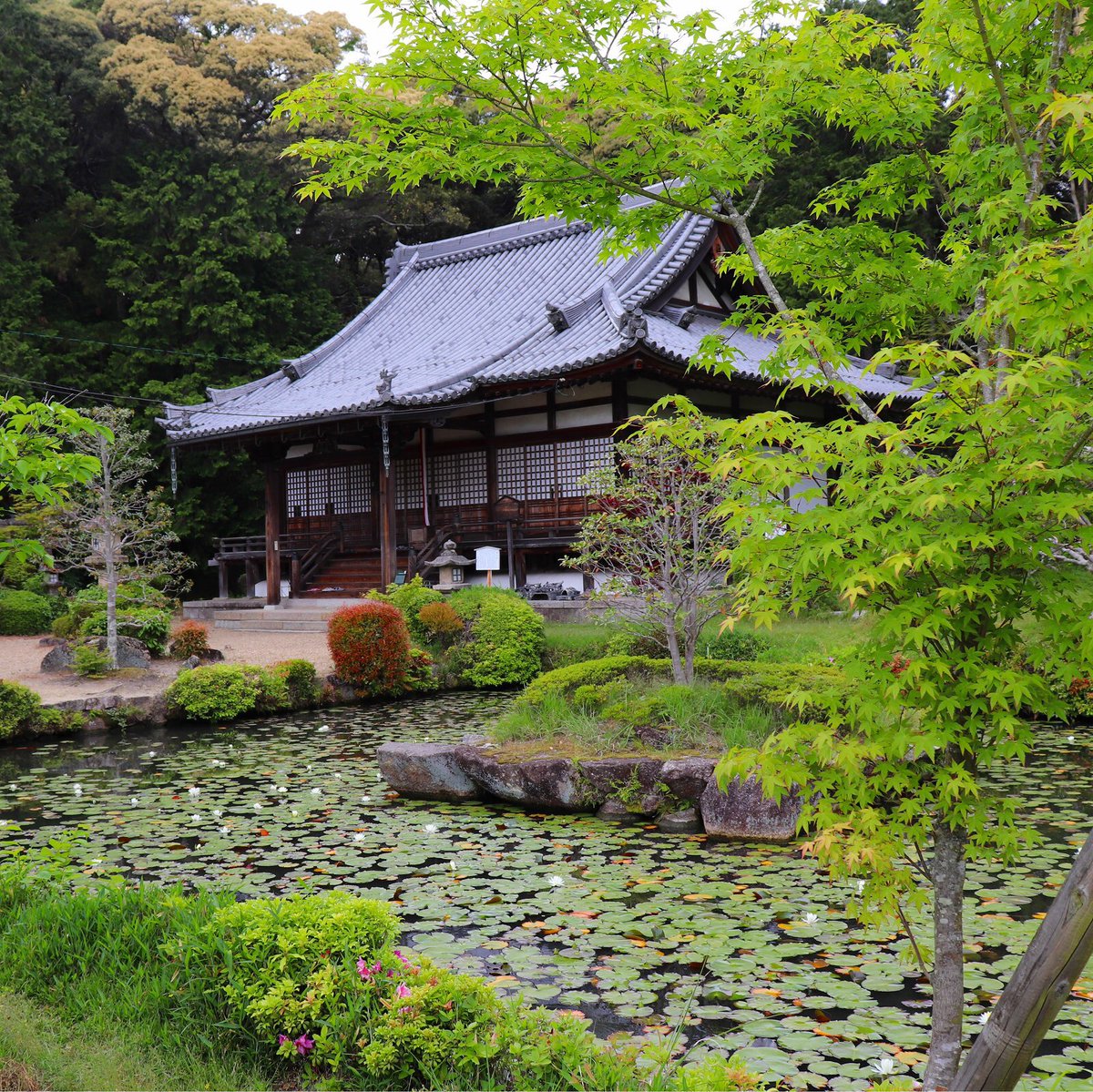 お茶の京都dmo A Twitter 大御堂 観音寺 京田辺市 7世紀後半に天武天皇の勅願により義淵僧正が創建し 744年に良弁僧正が伽藍を増築 国宝でもある一木式木心乾漆造の十一面観音立像は天平文化を今に伝えています T Co Hwrbpzgf9k Kyoto Tea Kyototea お茶の京都dmo A Twitter 大御堂 観音寺 京田辺市 7世紀後半に天武天皇の勅願により義淵僧正が創建し 744年に良弁僧正が伽藍を増築 国宝でもある一木式木心乾漆造の十一面観音立像は天平文化を今に伝えています T Co Hwrbpzgf9k Kyoto Tea Kyototea