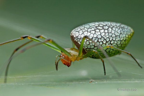 Silver Plated Long-Jawed Orbweaver = “So, I go first” by Necrostarted