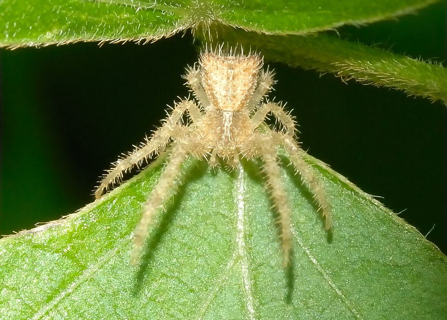 Spiders as metal album covers, a small thread:Hairy crab spider = Iron Maiden, self-titled